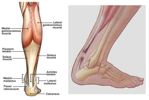 Achilles tendon diagram